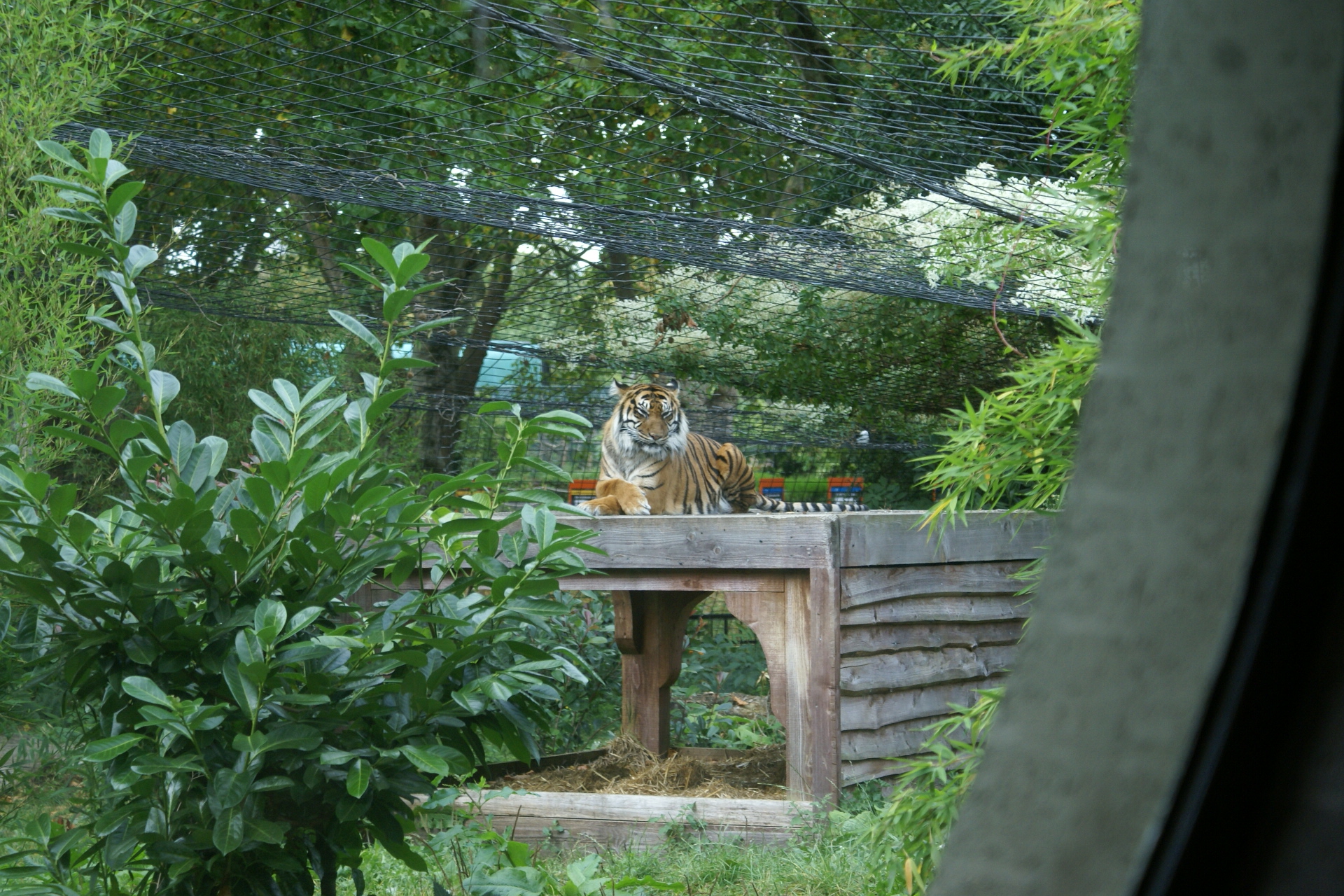 A tiger rests on top of a wooden enclosure