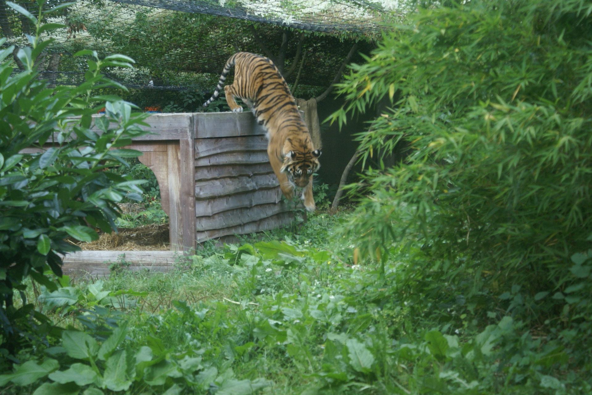 IA tiger stretches out as it jumps from a wood enclosure down to the ground