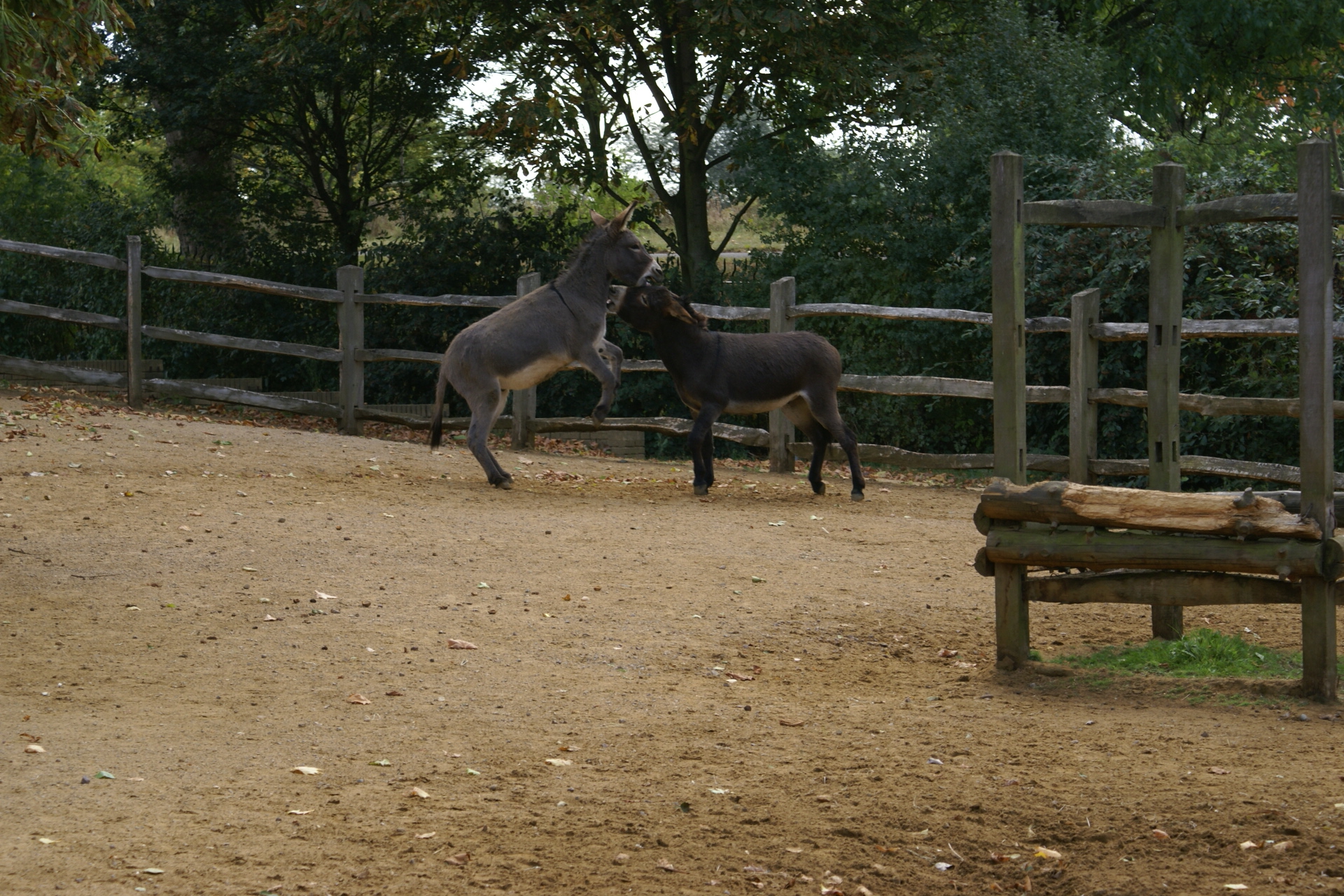 One donkey rears up on its hind legs as another watches nearby
