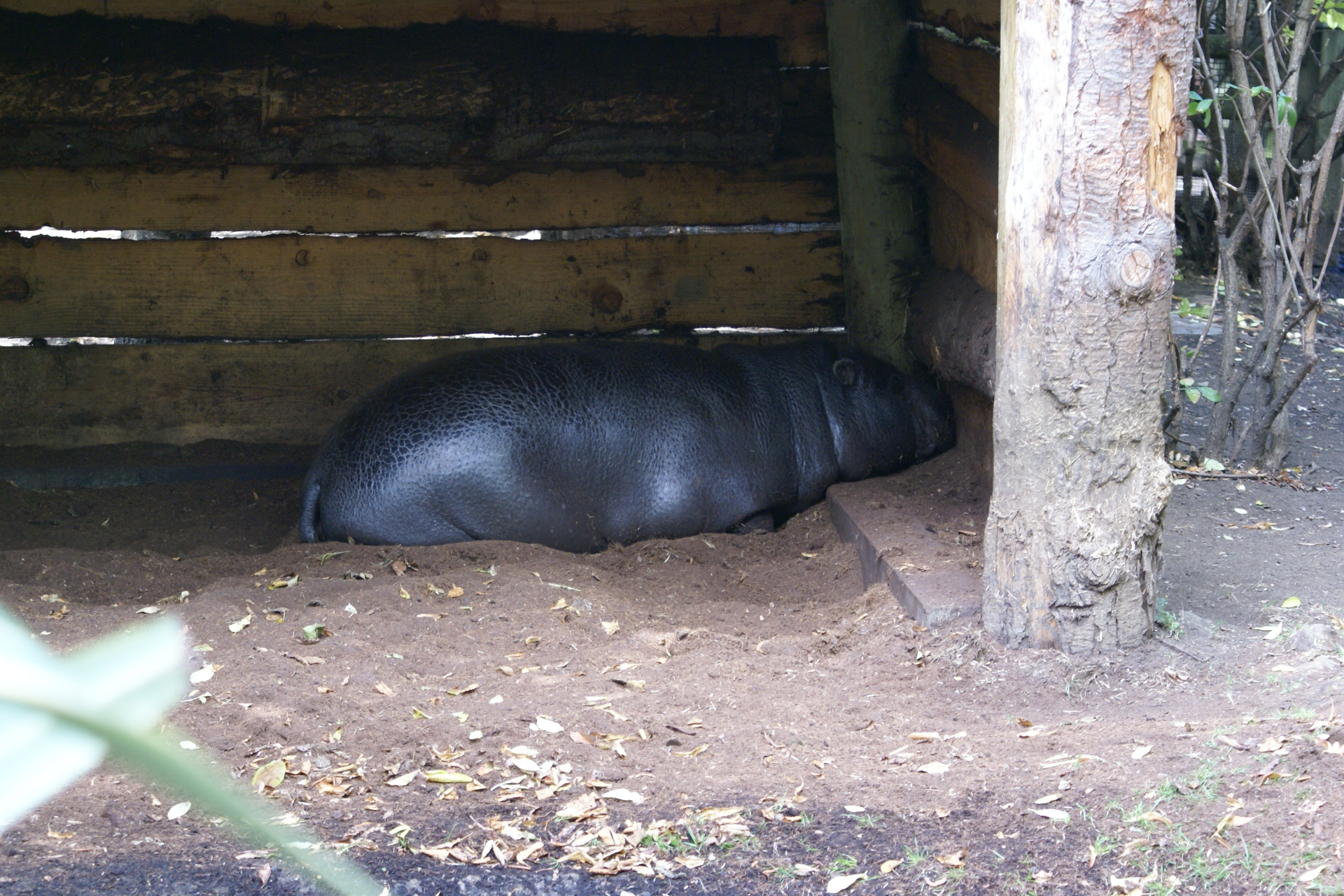 A small hippo lays in the shade of a wood shelter