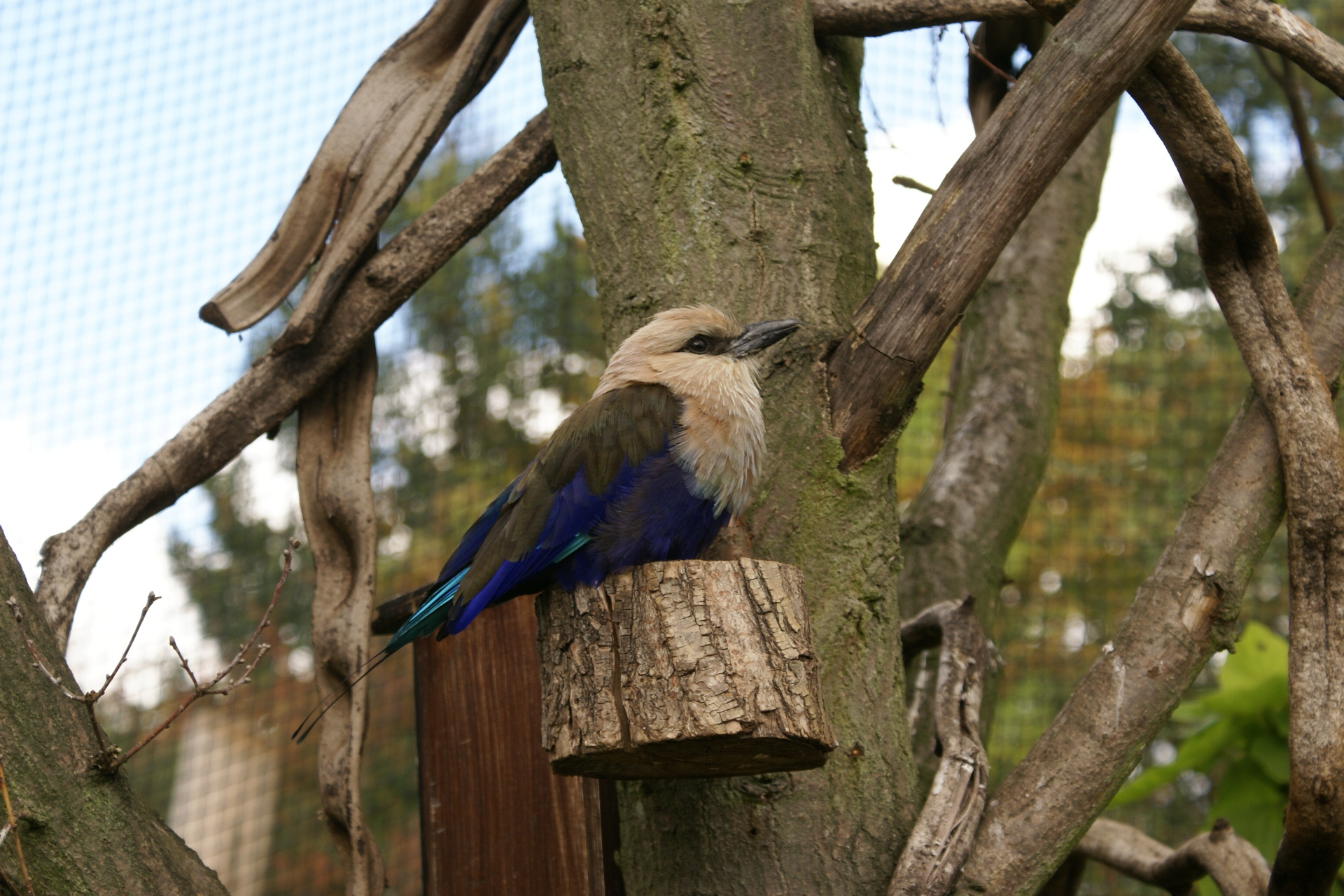 A bird having light tan head and chest with wings and body of dusky greens and bright blues sits on a stump