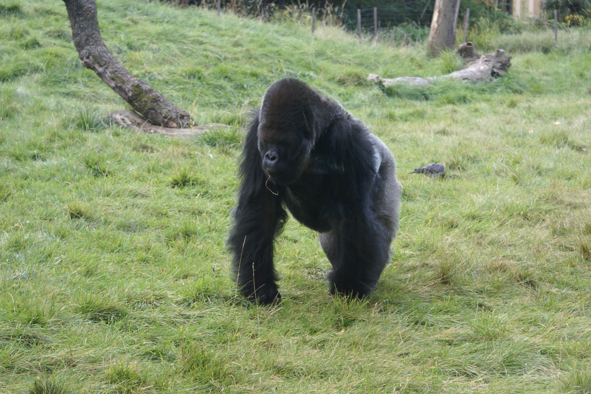 A large black gorilla saunters across the grass towards the camera