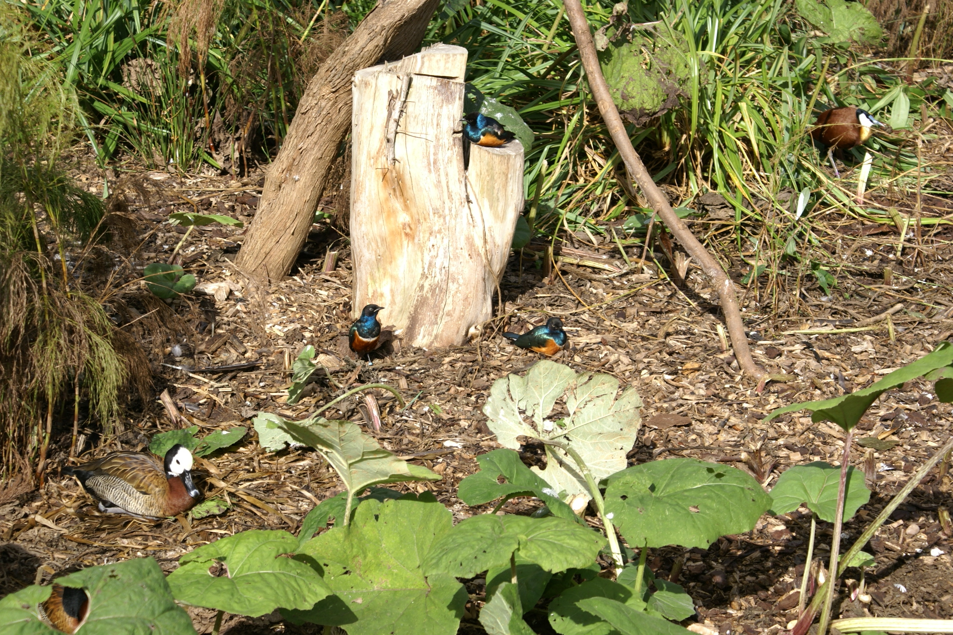 Several small birds and ducks near a stump