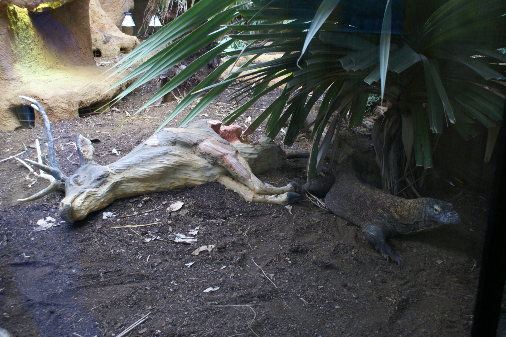 A Komodo dragon walks away from a carved food bowl made to look like a dead dear
