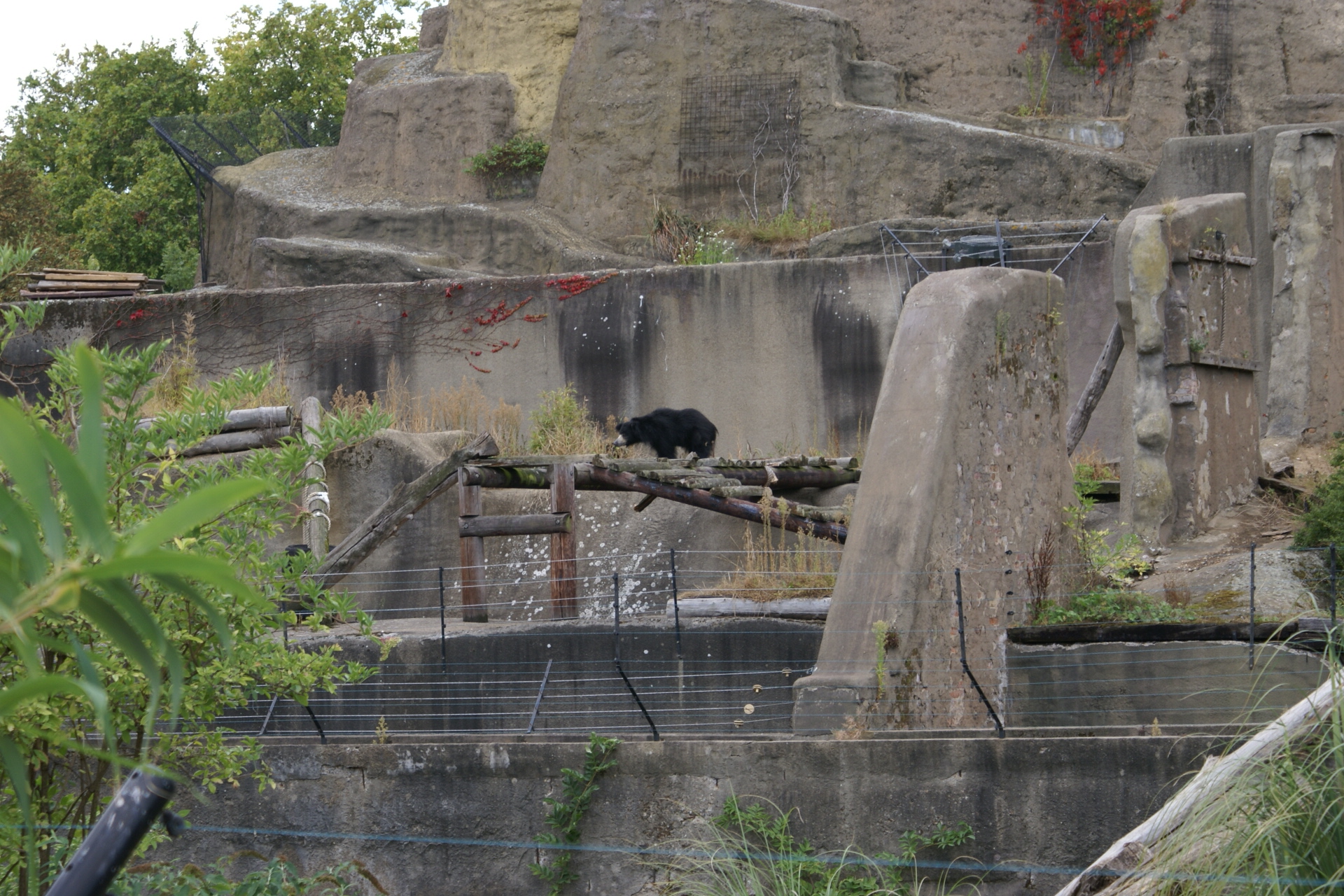 A single black bear wanders through a large enclosure large tree trunks laying down for it to climb