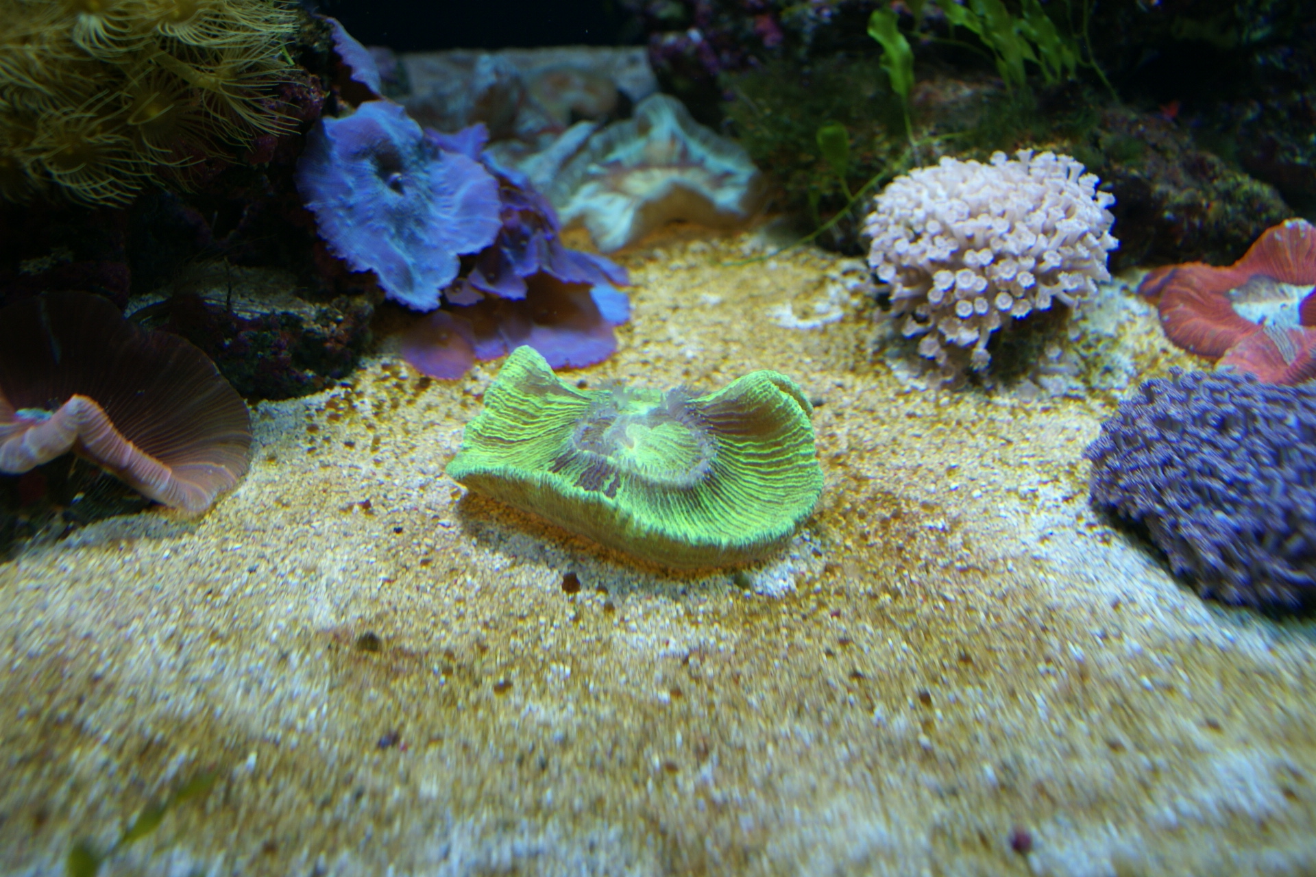 A bright yellow sea anemone stands out against the tan sand in its tank
