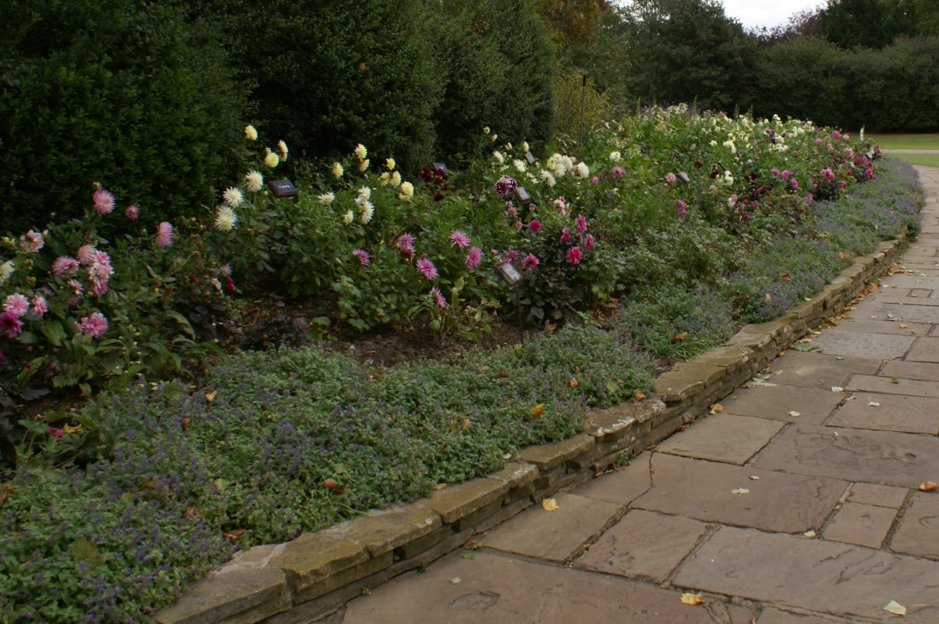 Pink and white roses past their prime bloom starting to drop petals on ground