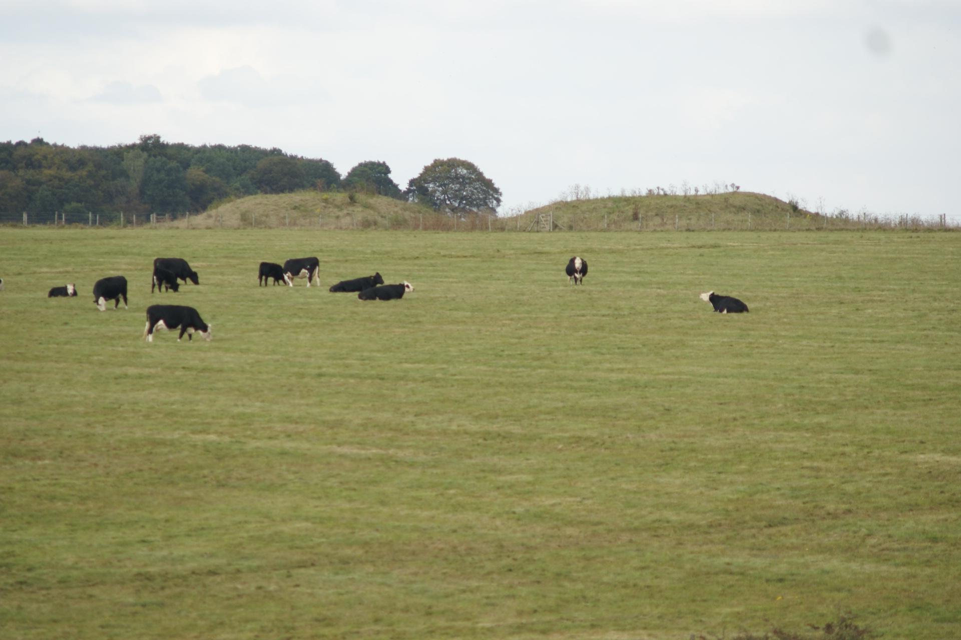 Several cows graze on grass in front of two distinct mounds of gras covered earth