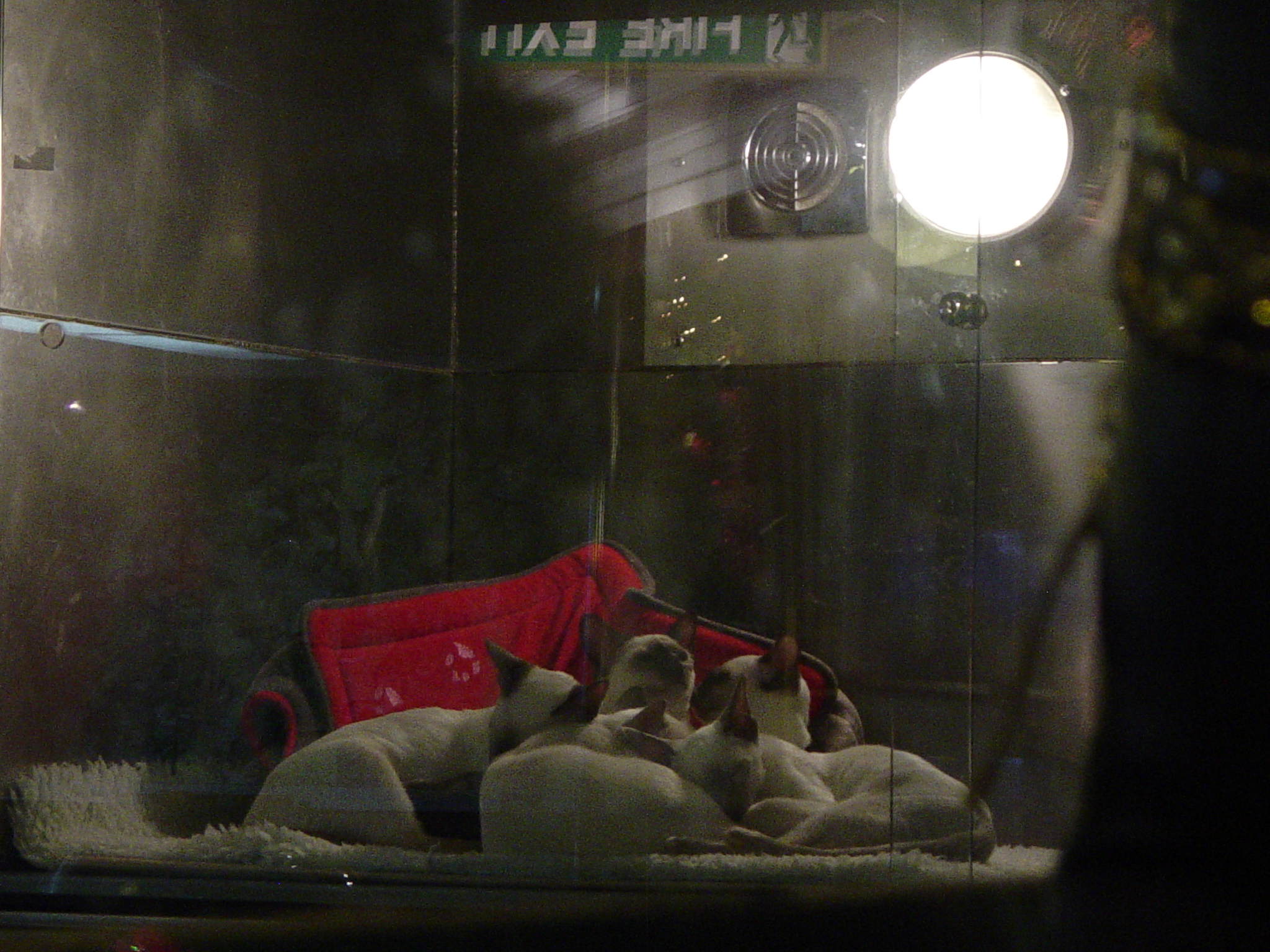 Siamese cats on a red pillow in the widow of a store