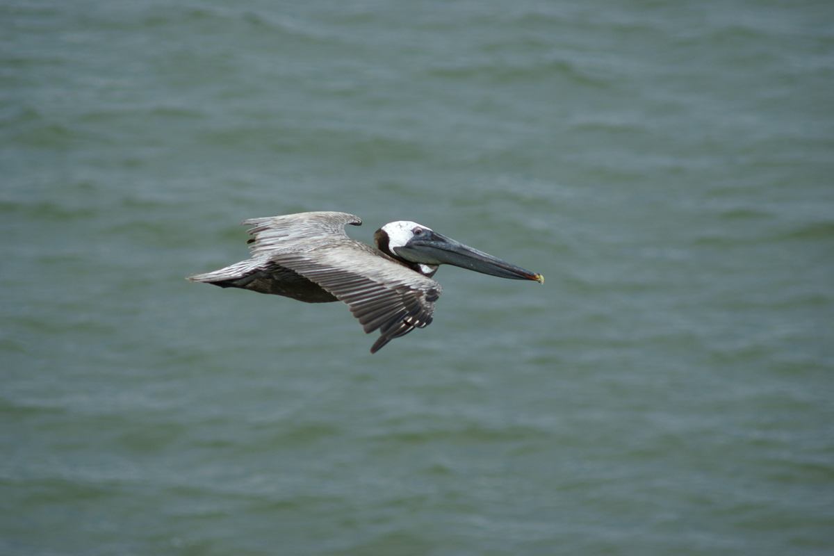 A pelican flies above the water
