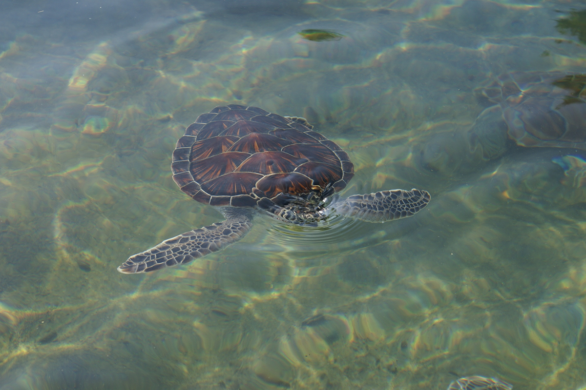 A brown sea turtle swims in shallow water