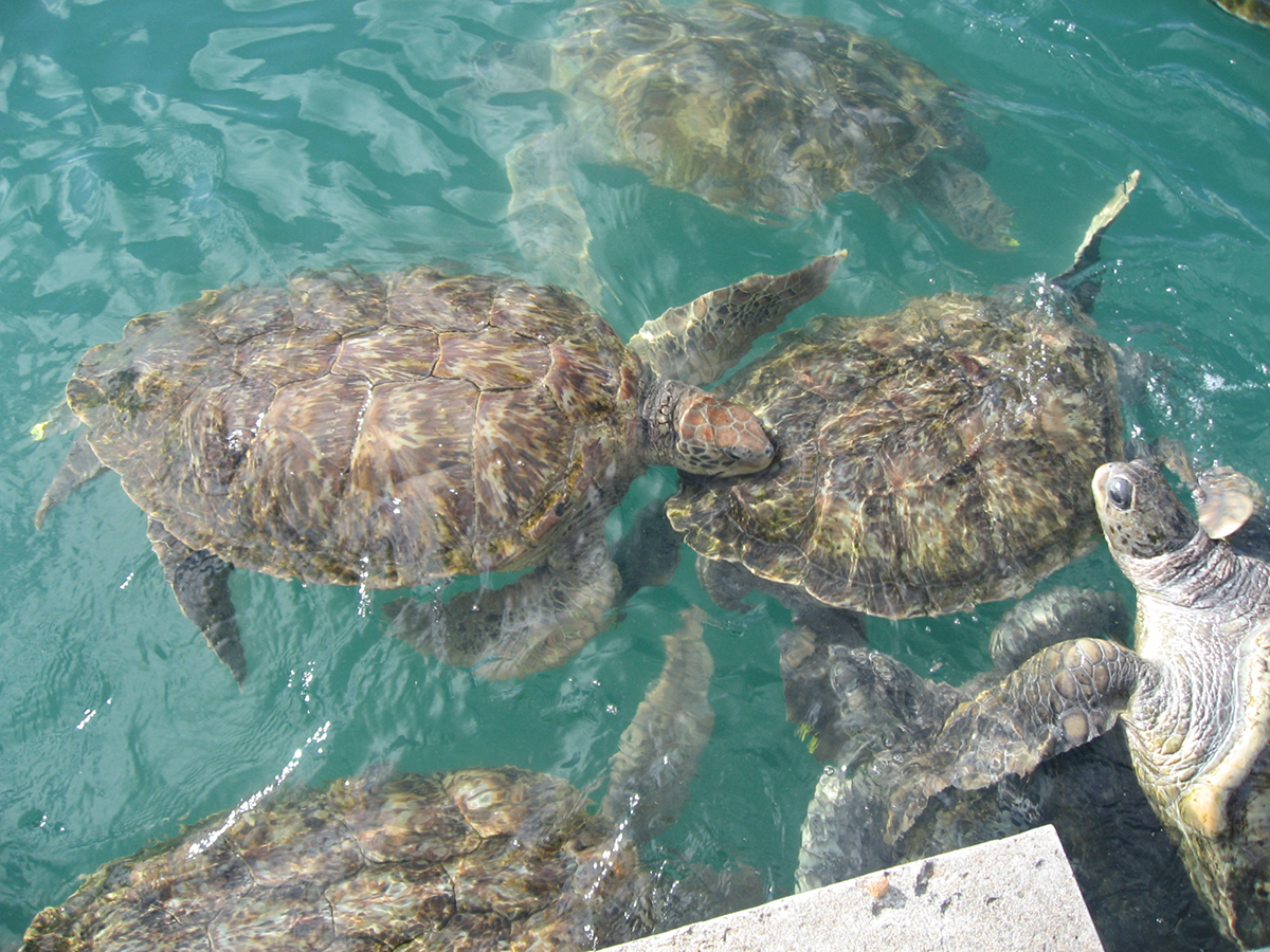 Several turtles swim in blue water near a concrete wall