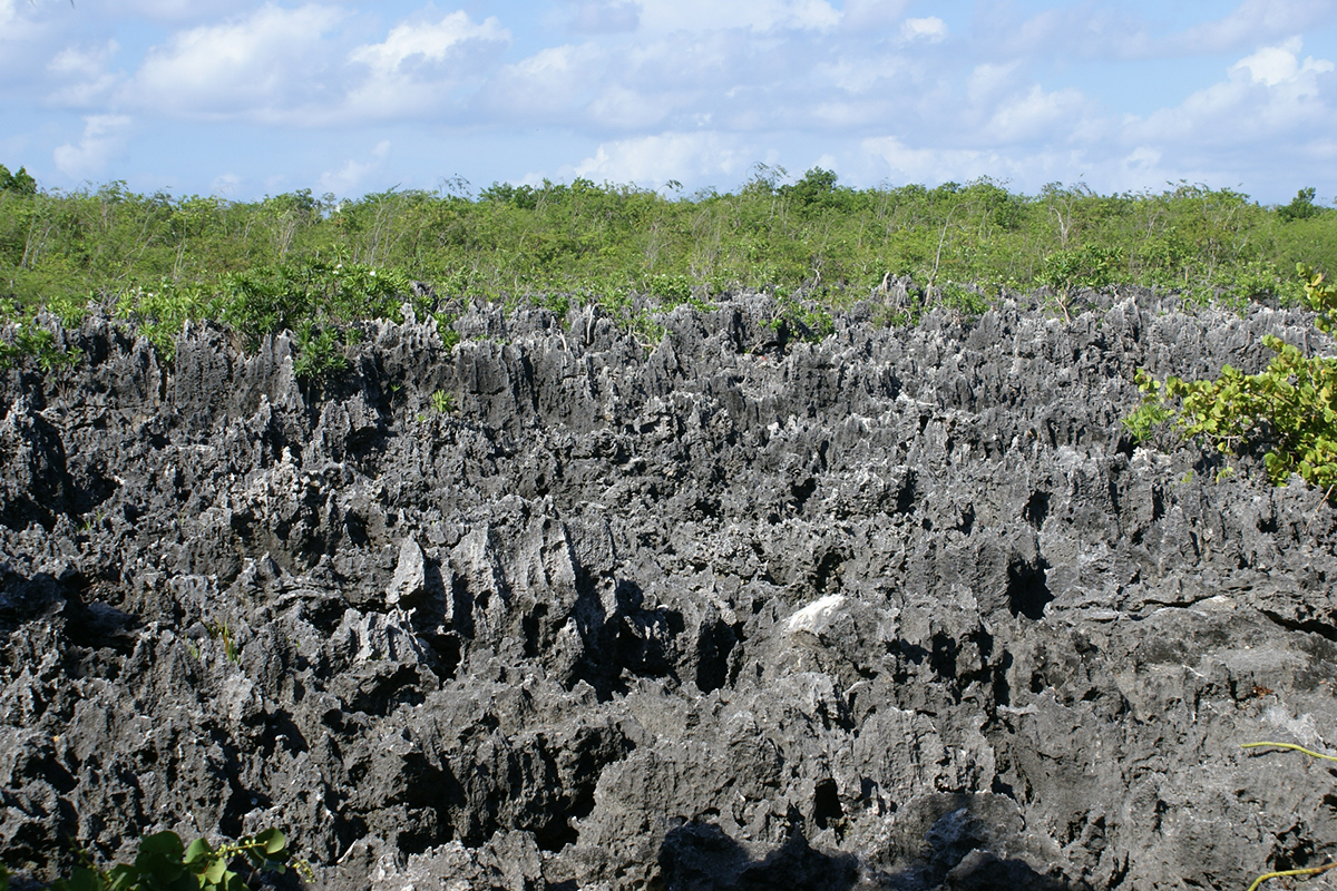 Black spike of limestone stick into several feet into the air surrounded by green scrub plants