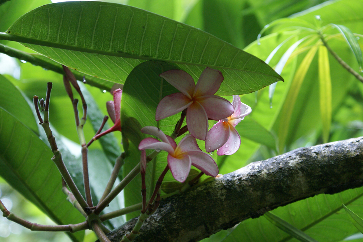 A plumeria flower blooms under green leaves