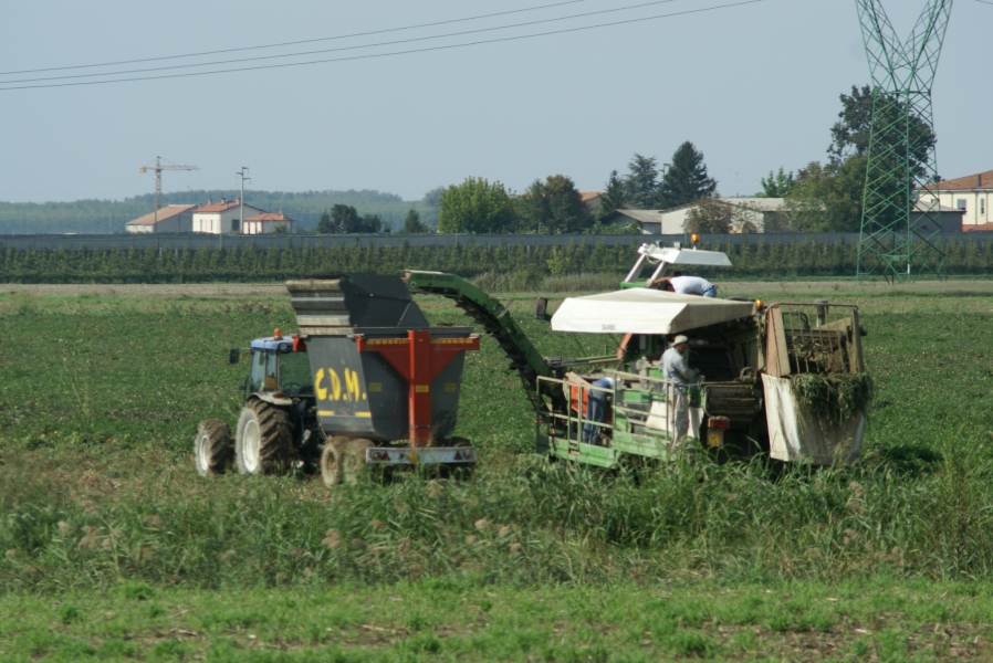 A green harvester with white canopies shielding several workers on board uses a conveyor to load potatoes on a cart being pulled by another tractor through a field