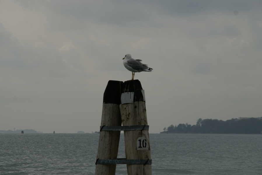A seagull stands on a group of pilings marking channel routes through an open water way with several islands spotted in the distance below gray cloud filled skies