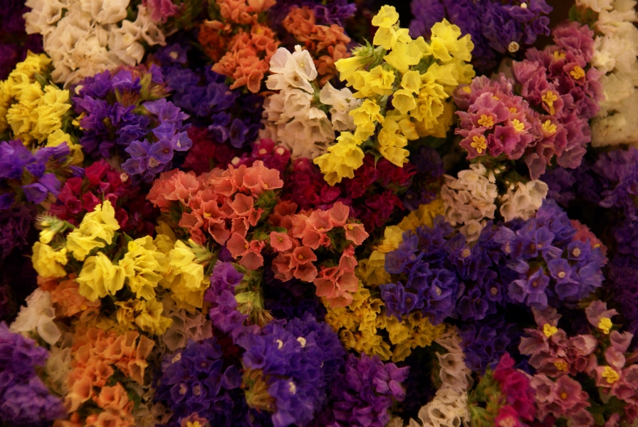 Shades of purple, yellow, pink, white, and red weave together as bundles of blooming flowers hang next to each other