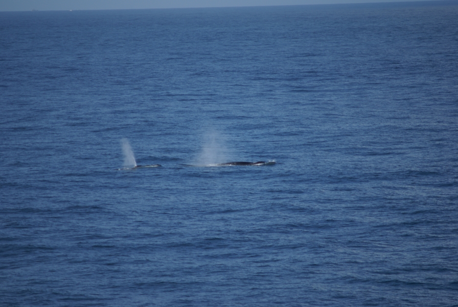 Water sprays into the air as two whales barely breach the waves to breath