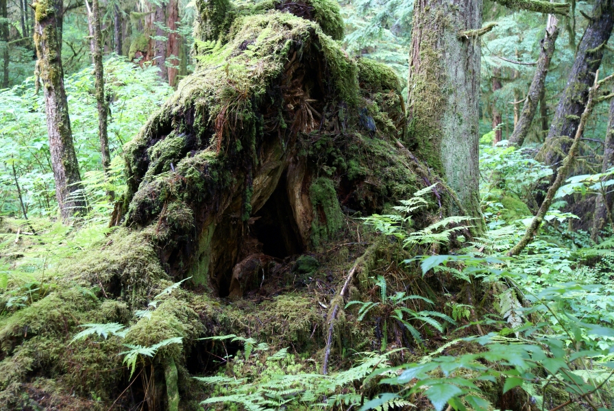Green moss covers the stump of an old tree that fell and now has a cave like opening for an animal to live in