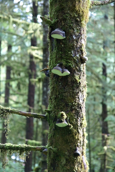 Brown topped fungus with white bottoms grow out of the side of a tree with muss running up the trunk
