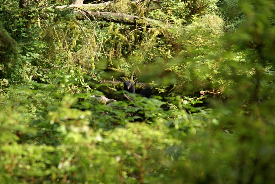The sun breaks through the tree canopy illuminating a small black bear sitting amongst fallen tree trunks and vivid green plants