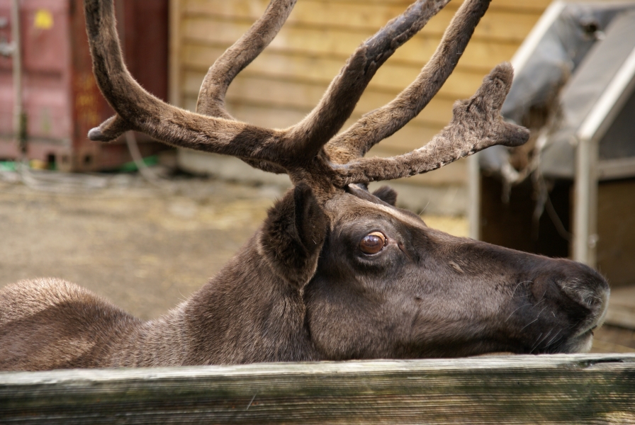 The head of a reindeer with fuzz still on its antlers rests against a wooden fence eyeing the camera