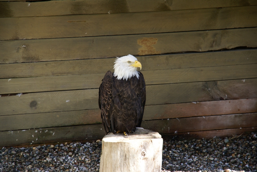 An eagle with black body, white head and bright yellow peak stands on a stump in an enclosure with roughhewn wood walls and gravel floor