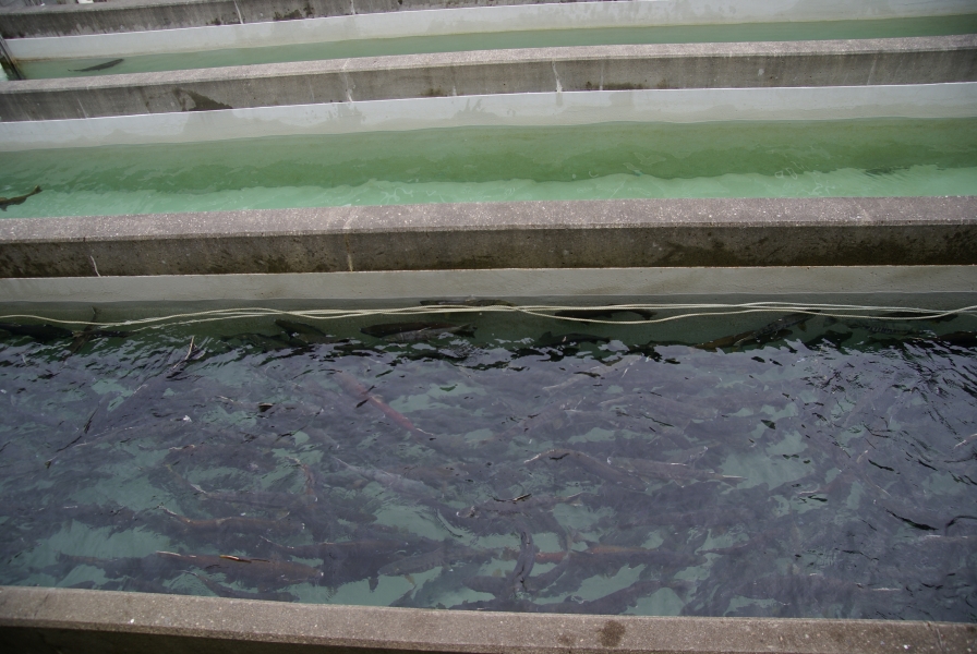 Hundreds of salmon swim in one of three concrete chutes