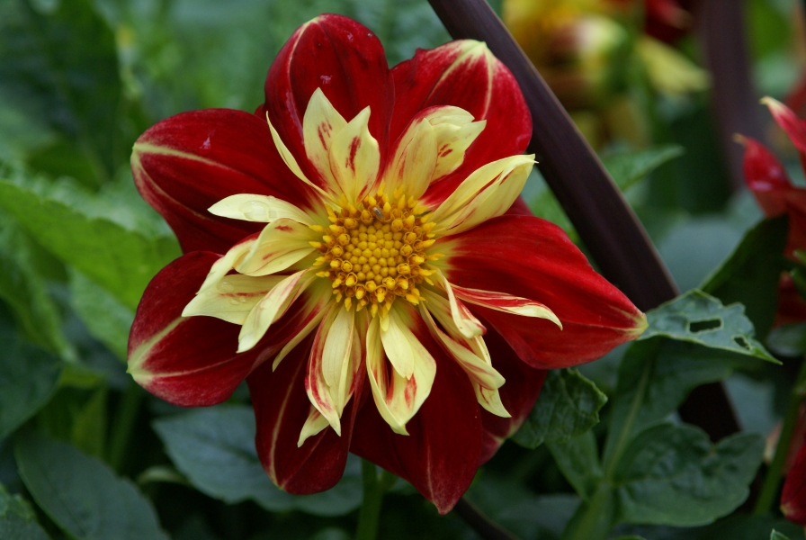 A closeup view of a flower bloom with outside petals of deep red, an inner ring of pale-yellow petals surrounding a core of almost golden pods being pollenated by a small bee
