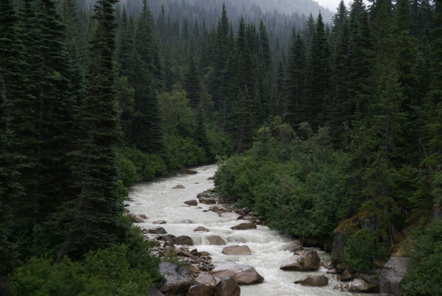 Tall pine trees stand on either side of a small river running around small bounders and over several ledges creating rapids
