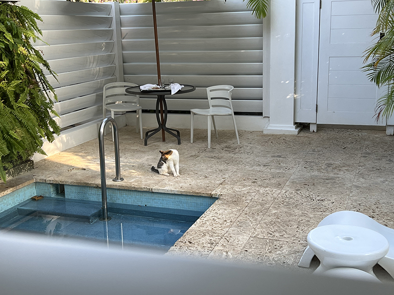 Cat cleaning its paw near outdoor table and small pool in fenced courtyard