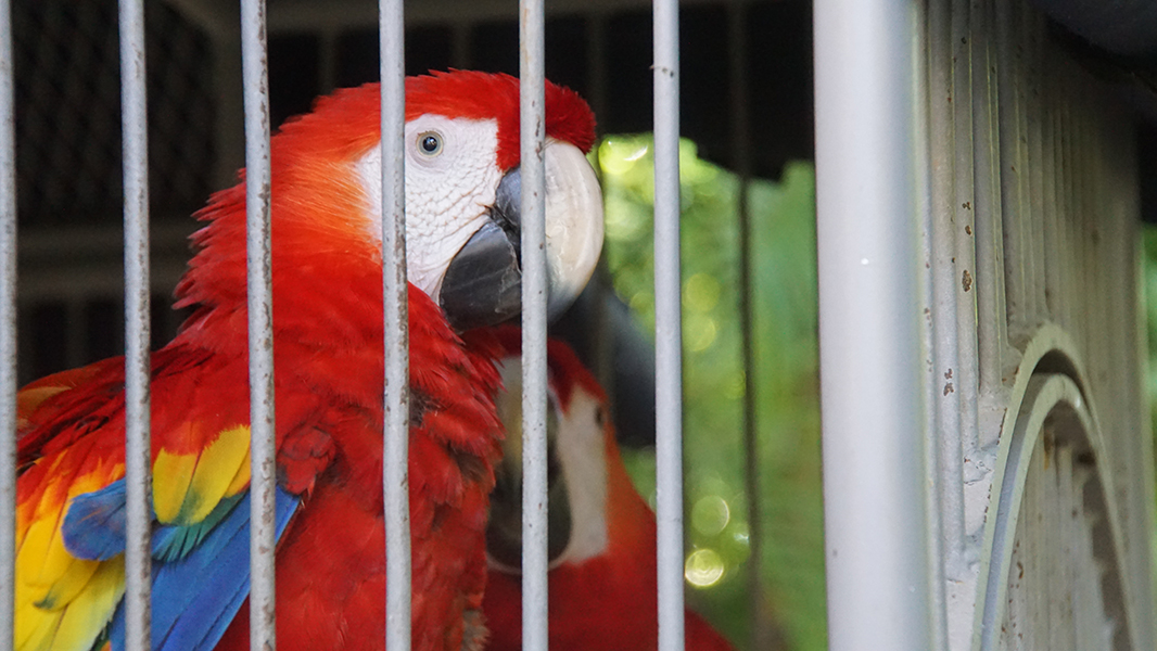 A macaw with bright red coloring looks through the bars of a cage