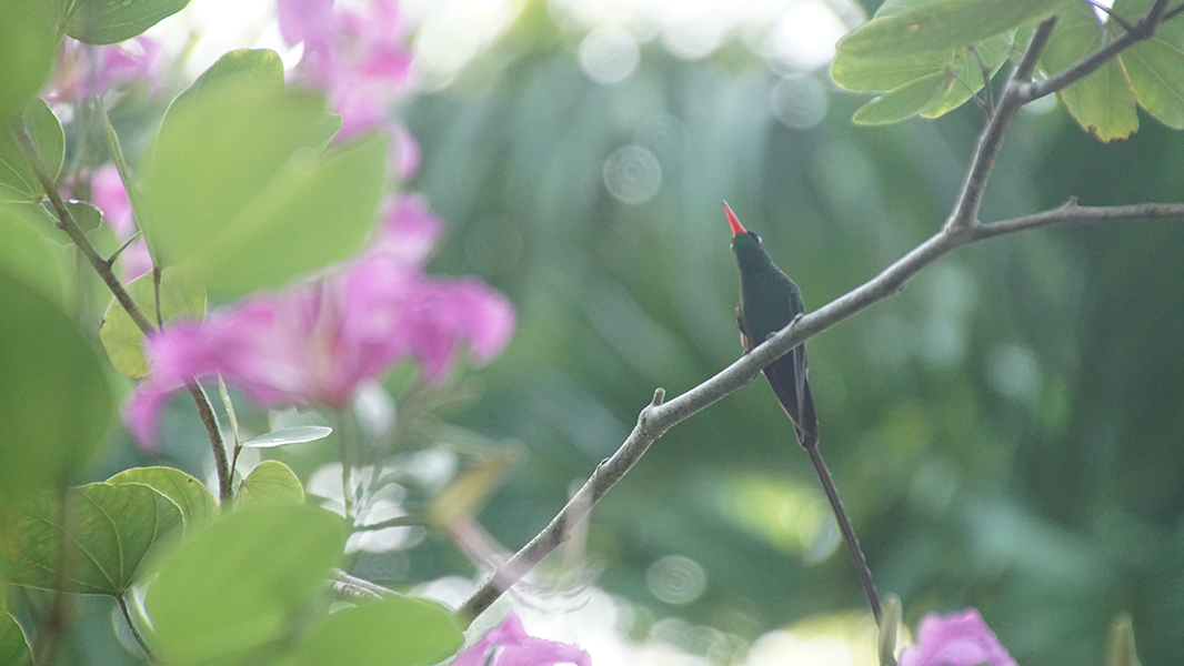 A swallow-tailed hummingbird rests in a tree with lavender flowers