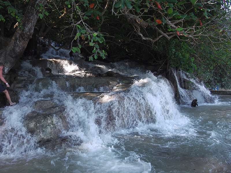 Water cascades over rocks between trees near the ocean
