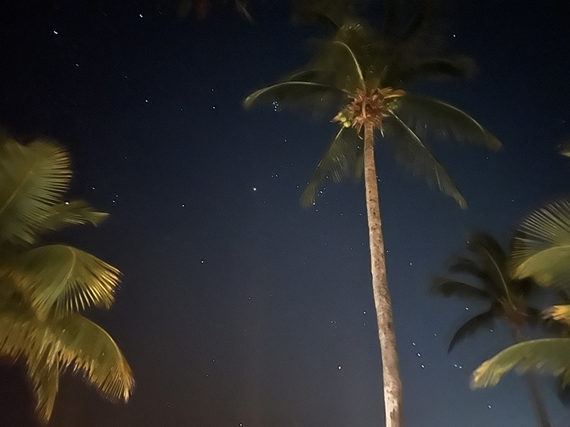 Stars in the night sky above palm trees
