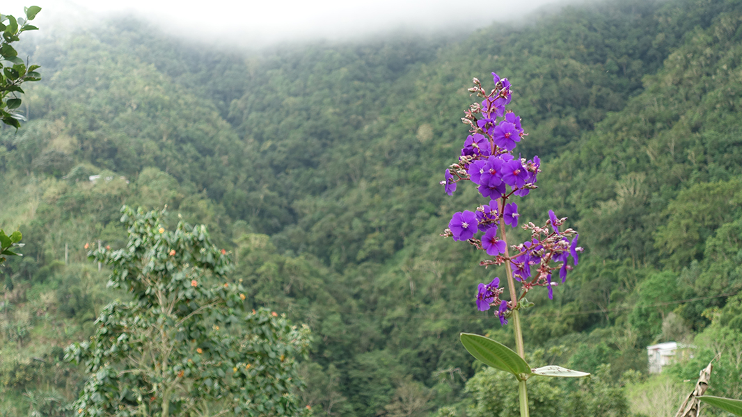 Purple blooms stick up with tree covered peaks shrouded in clouds beyond
