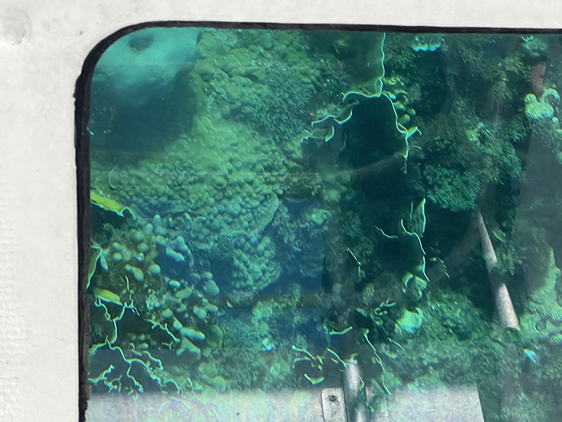 Coral visible through the glass bottom of a boat