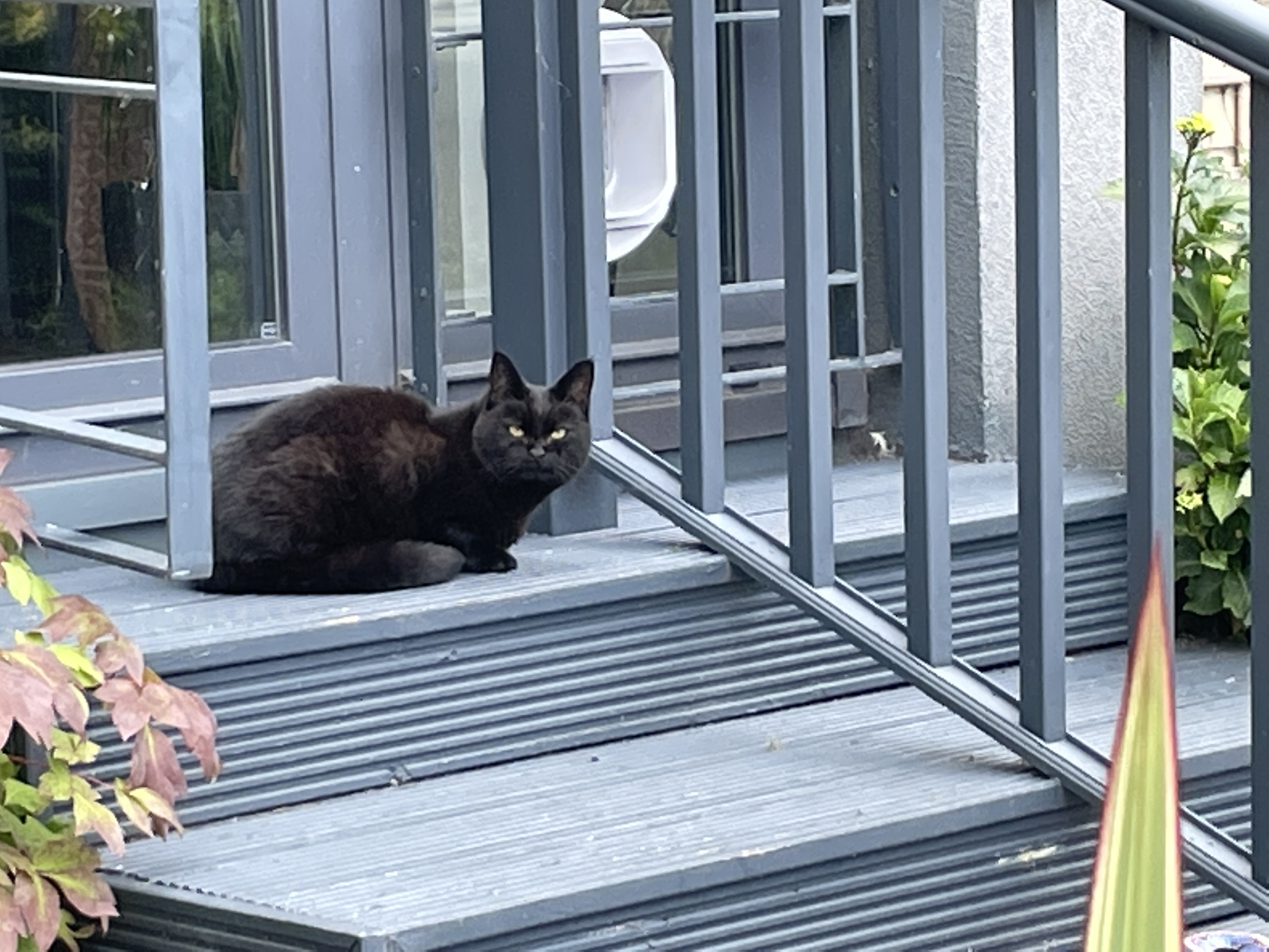 cat on step