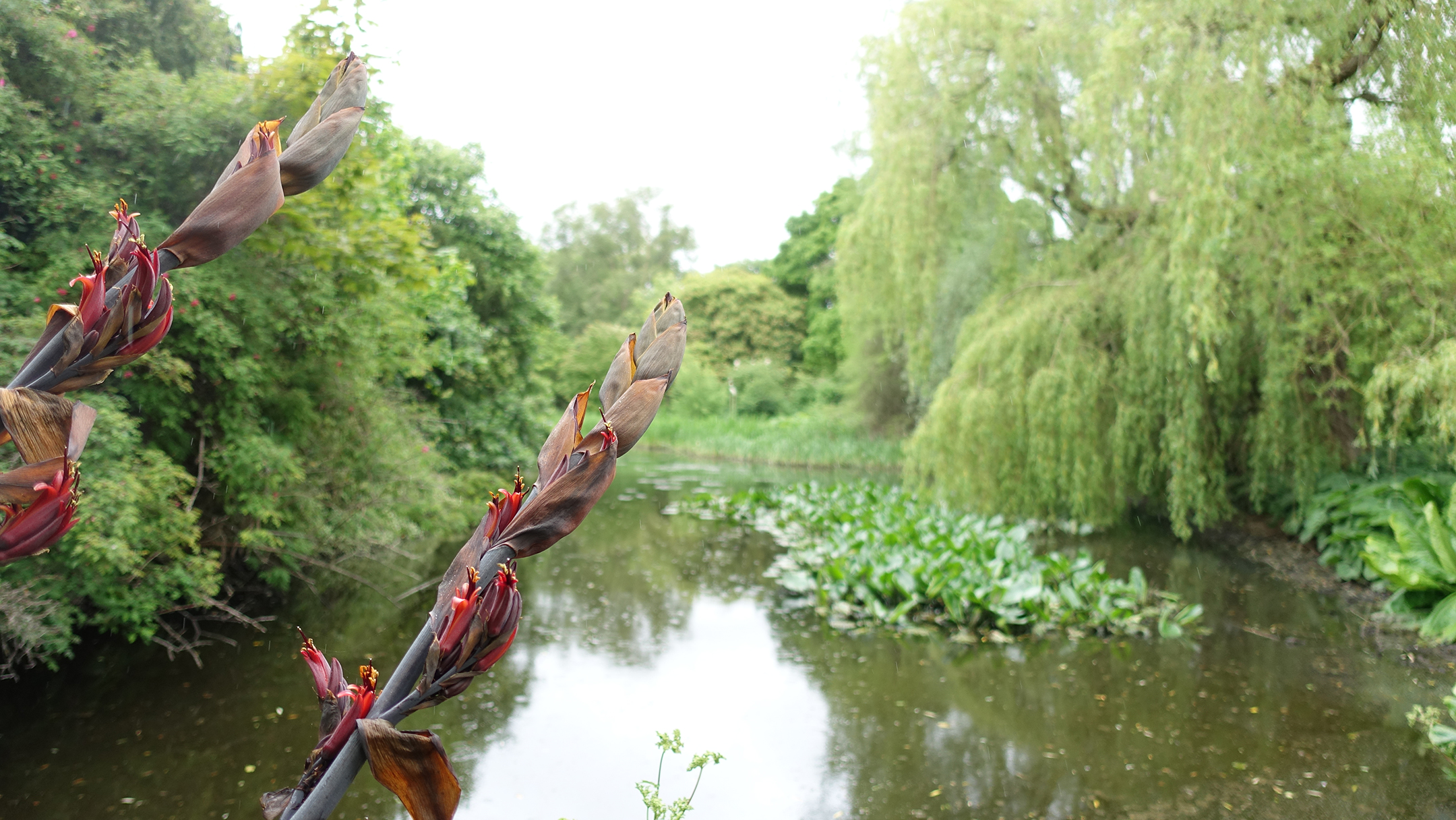 Flowers in foreground with pond and trees beyond