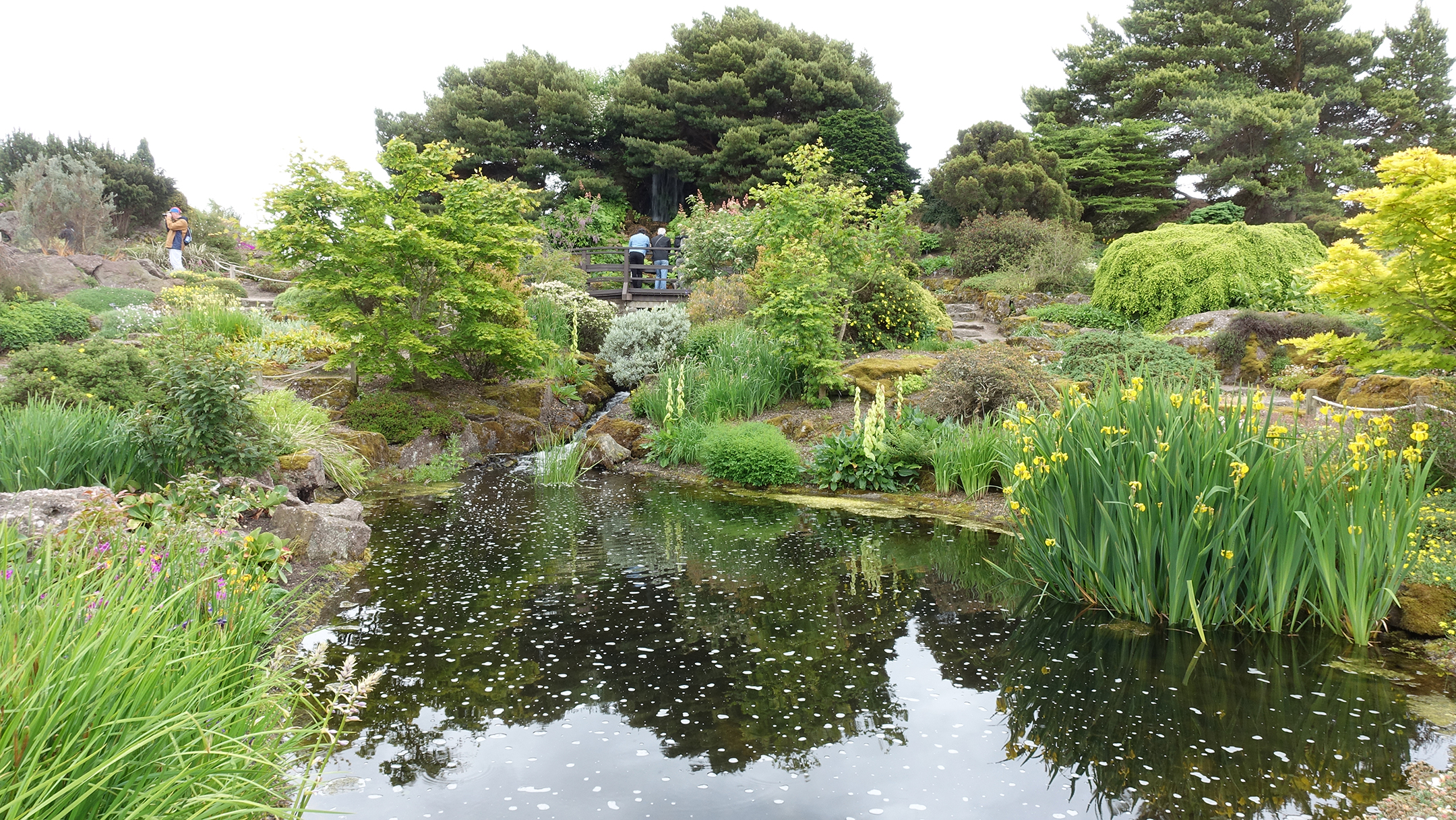 Pond with shrubs and a bridge above