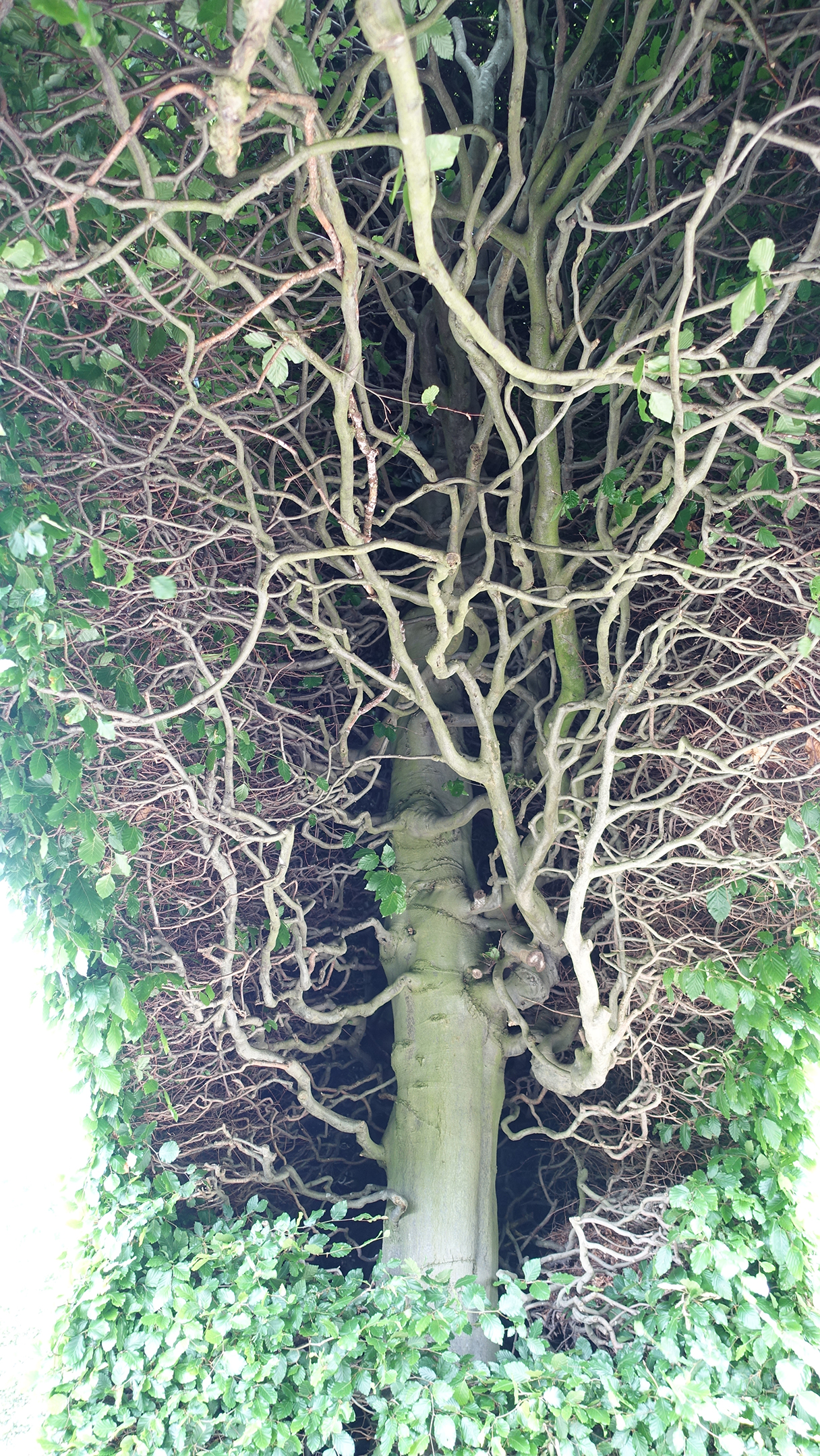 Branches inside green hedge