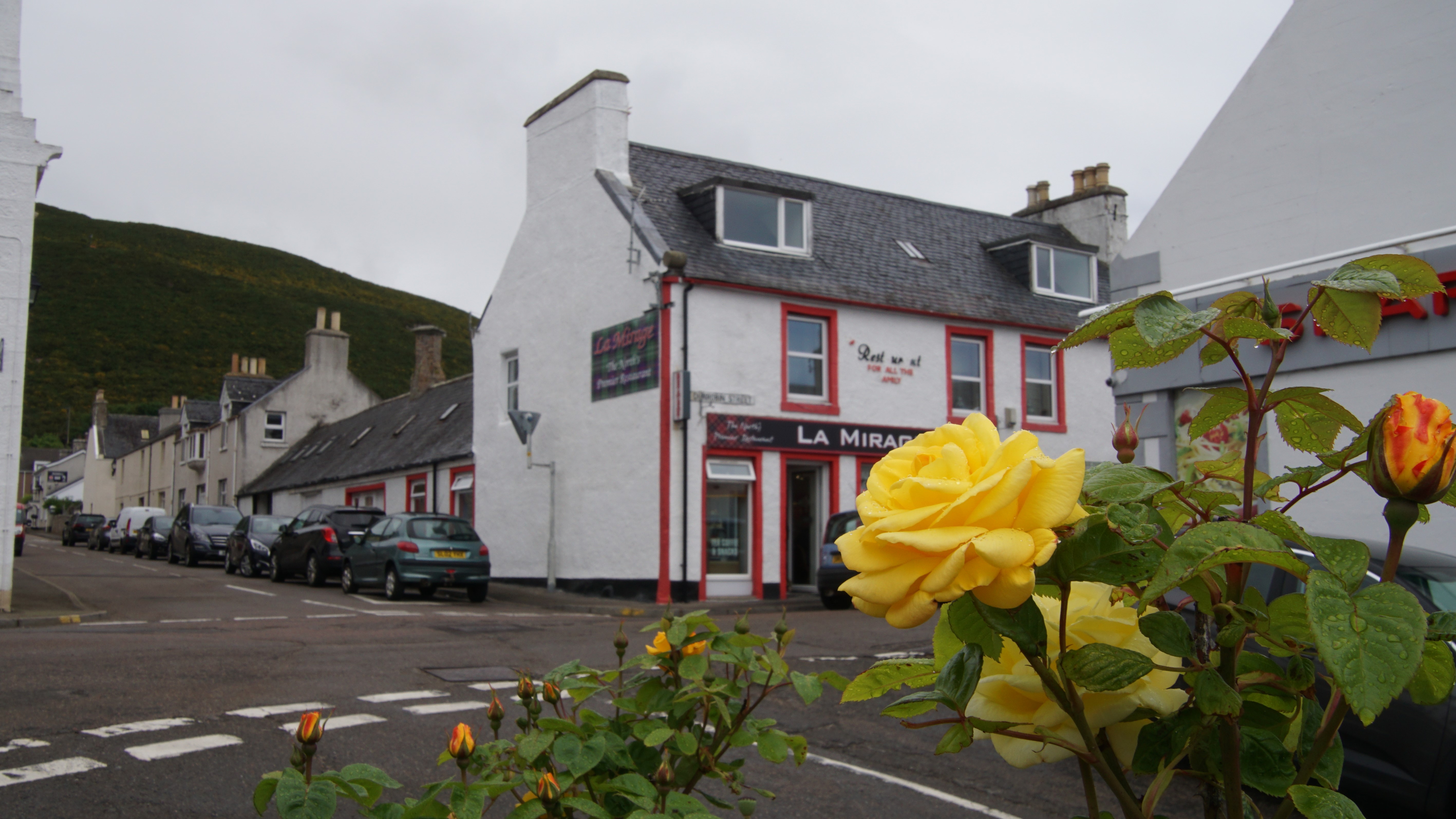 Yellow rose with small town buildings beyond