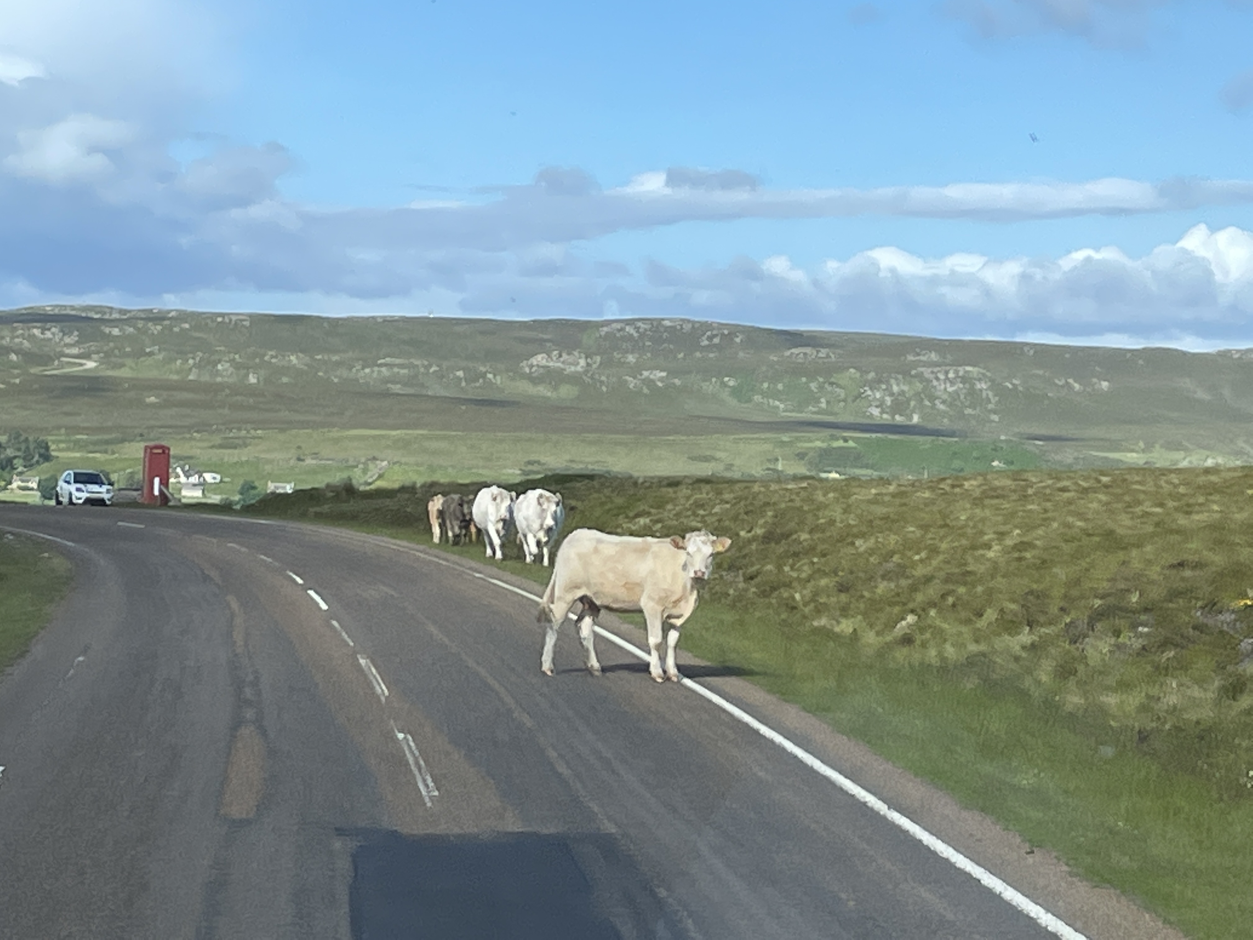 Several cows walking on and along the road