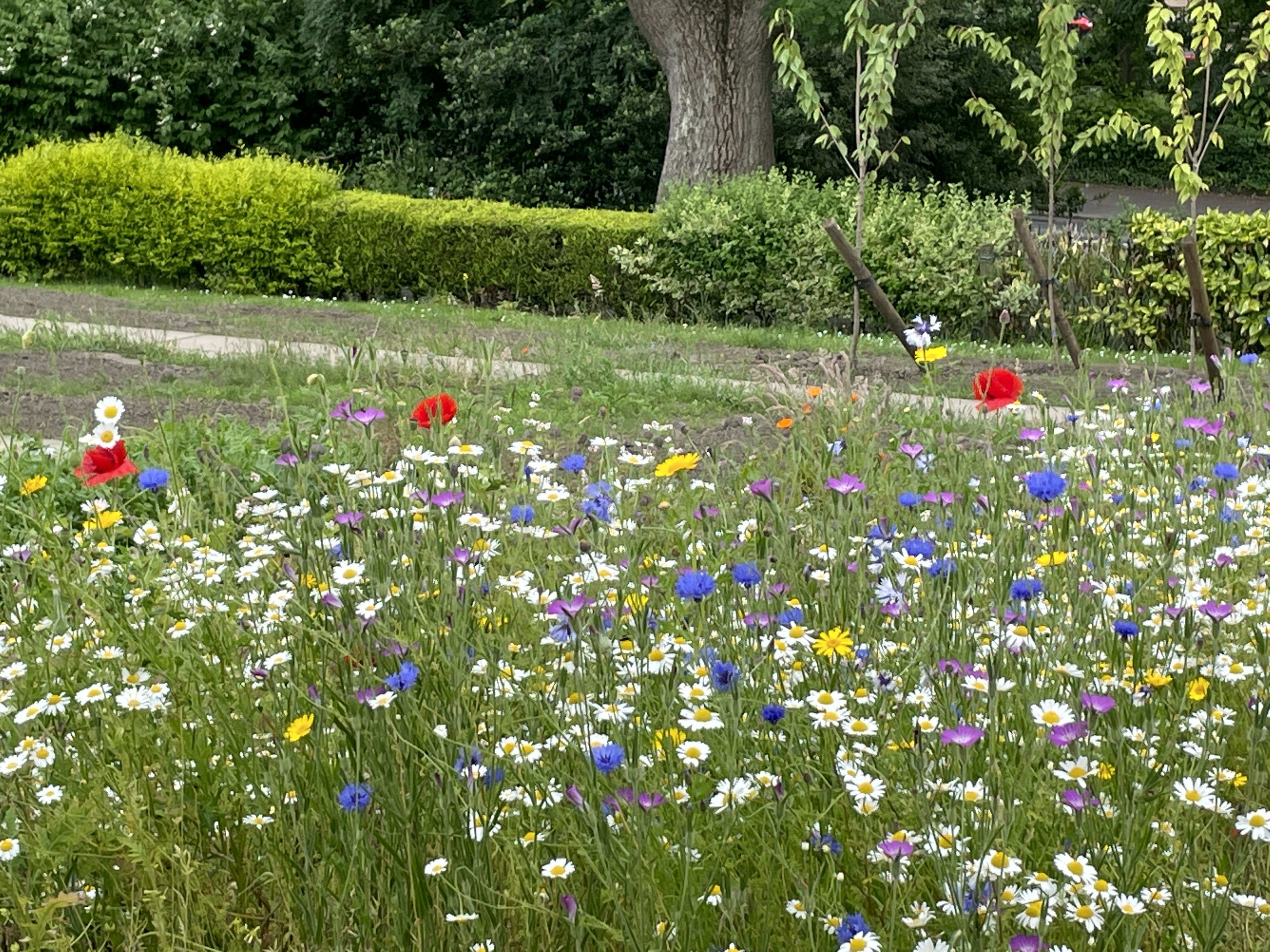 Wild flowers with a park bench beyond