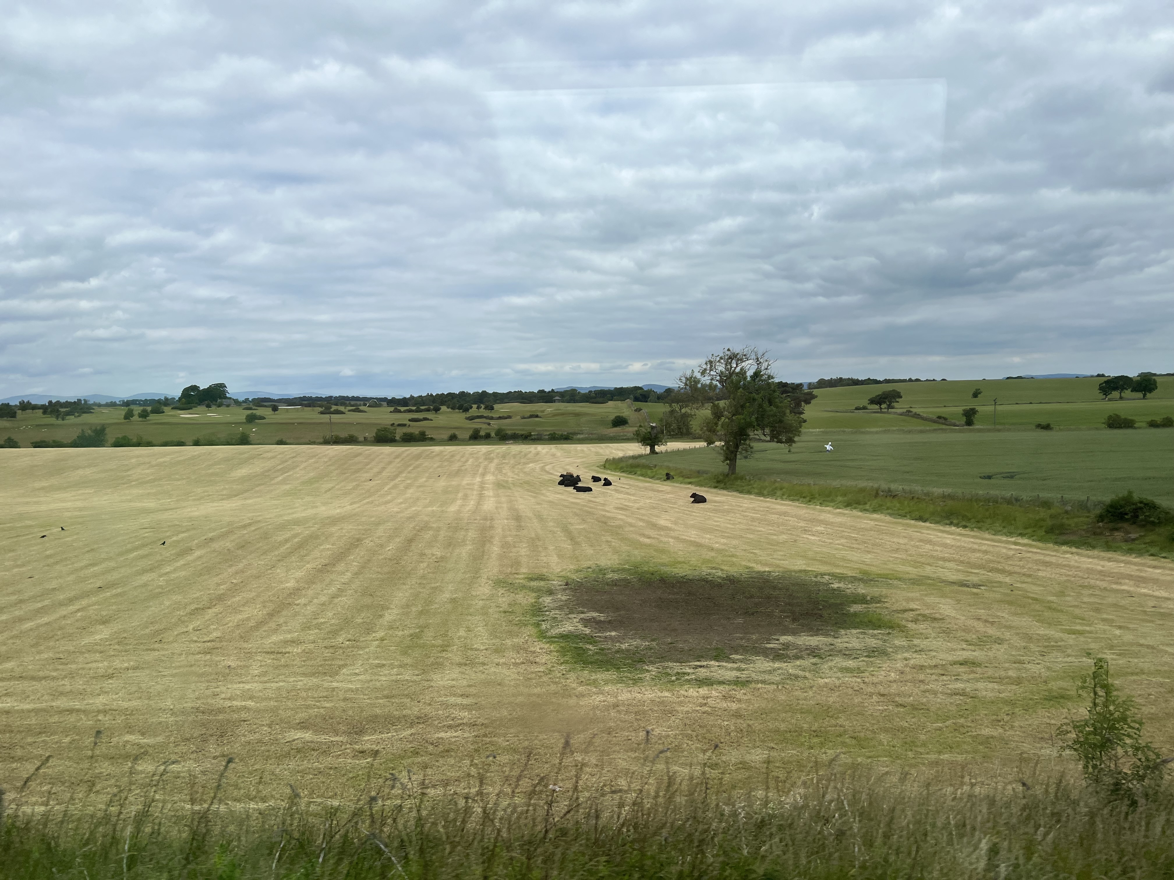 A few cows rest in an empty field in the crountyside