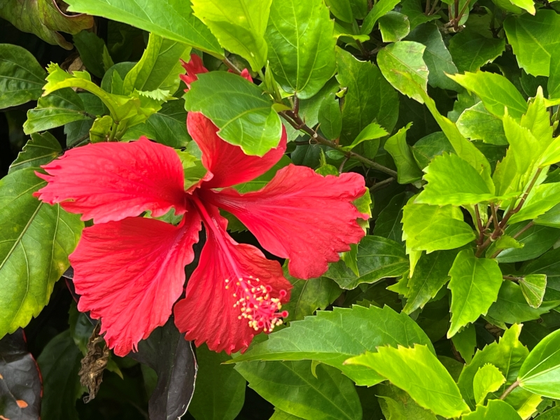 A bright red flower with five petals and a long stamen with yellow pollen against the background of green leaves