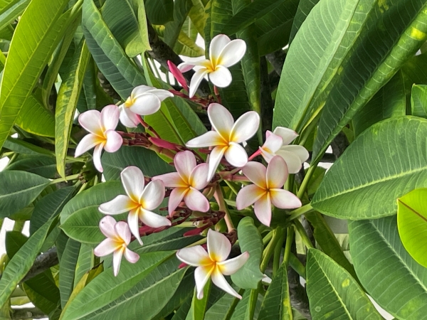 A bundle of white blooms with five petals each against green shrubs
