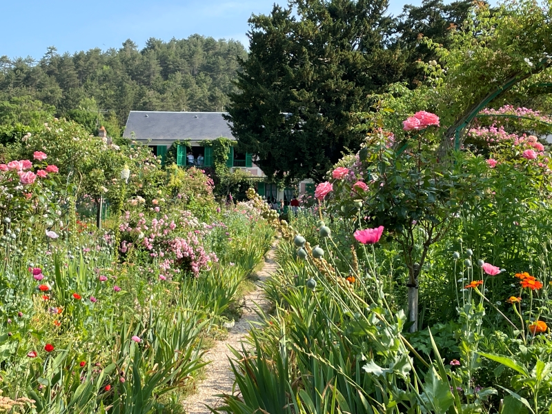 Pink flowers bloom on either side of a narrow path with a house and trees in the distance