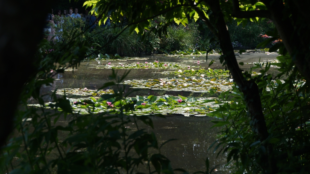 Lilys grow on a pond visible through an opening between two trees