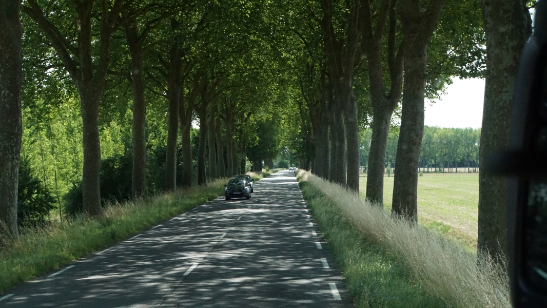 A two-lane road runs below a canopy created by trees growing along both sides with open grass fields to one side
